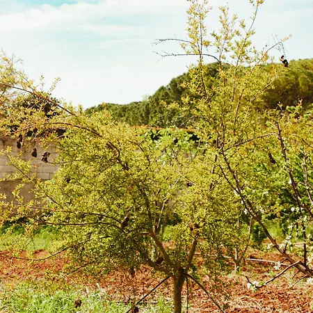 La Campina De Don Paulu *