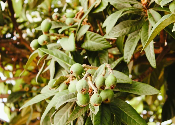 La Campina De Don Paulu בית חווה גלאטינה